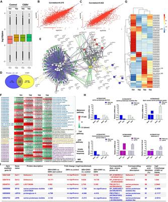 Identification of Immune Response to Sacbrood Virus Infection in Apis cerana Under Natural Condition